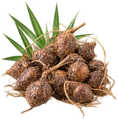 Cyperus rotundus in {{OFFER_NAME}}
