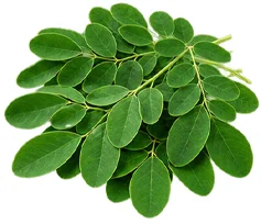 Moringa leaf in {{OFFER_NAME}}