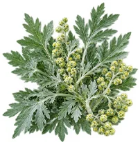 Wormwood in {{OFFER_NAME}}